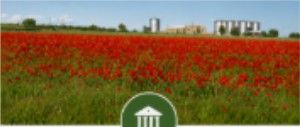 Campo de amapolas